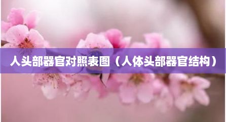 人头部器官对照表图（人体头部器官结构）