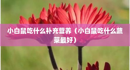 小白鼠吃什么补充营养（小白鼠吃什么蔬菜最好）