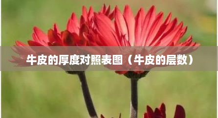 牛皮的厚度对照表图（牛皮的层数）