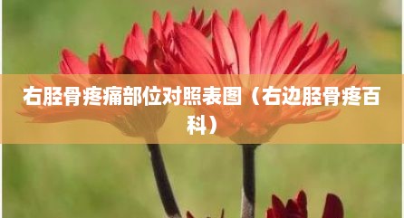 右胫骨疼痛部位对照表图（右边胫骨疼百科）