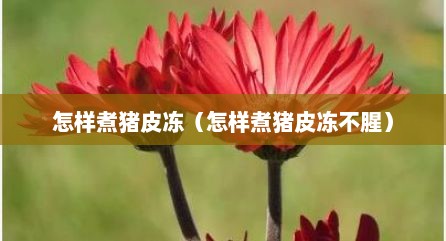 怎样煮猪皮冻（怎样煮猪皮冻不腥）