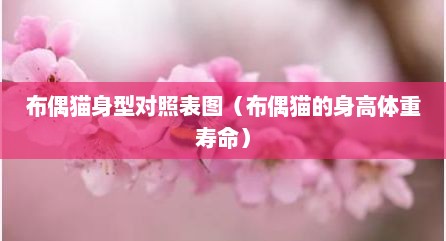 布偶猫身型对照表图（布偶猫的身高体重寿命）