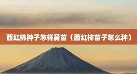 西红柿种子怎样育苗（西红柿苗子怎么种）