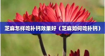 芝麻怎样吃补钙效果好（芝麻如何吃补钙）
