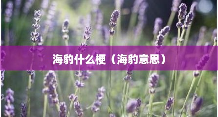 海豹什么梗（海豹意思）