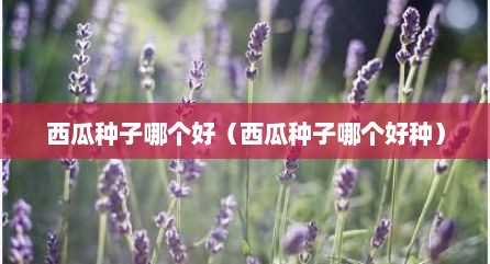 西瓜种子哪个好（西瓜种子哪个好种）