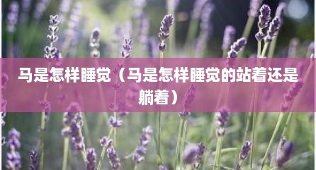 马是怎样睡觉（马是怎样睡觉的站着还是躺着）