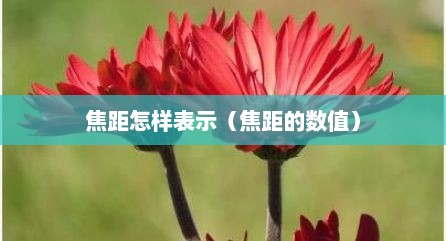 焦距怎样表示（焦距的数值）