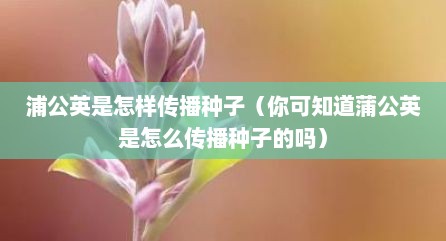 浦公英是怎样传播种子（你可知道蒲公英是怎么传播种子的吗）