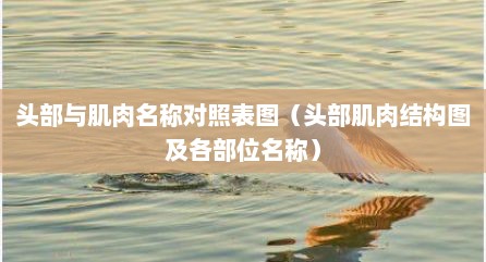 头部与肌肉名称对照表图（头部肌肉结构图及各部位名称）