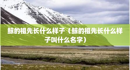 鲸的祖先长什么样子（鲸的祖先长什么样子叫什么名字）