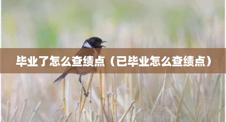毕业了怎么查绩点（已毕业怎么查绩点）