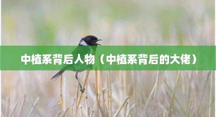 中植系背后人物（中植系背后的大佬）