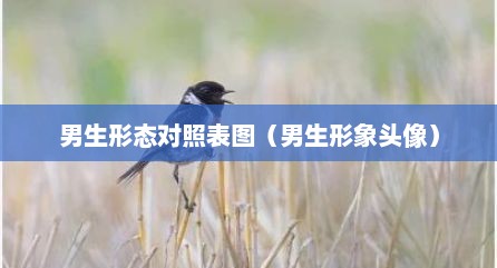 男生形态对照表图（男生形象头像）