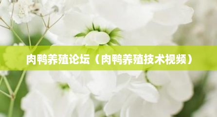 肉鸭养殖论坛（肉鸭养殖技术视频）