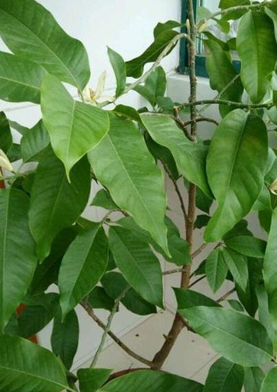 白兰花树（白兰花树怎么修剪成老桩）