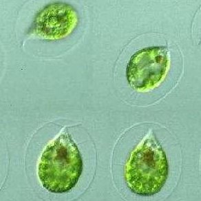 衣藻(衣藻：未来最有希望的新型生物能源)