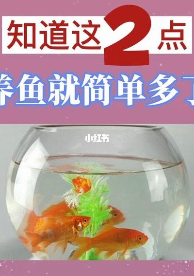 养鱼的方法(如何正确养鱼)