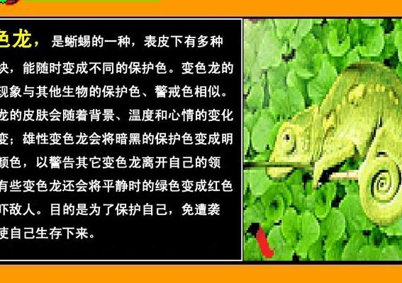 关于变色龙的资料(变色龙：神奇而神秘的世界变色高手)