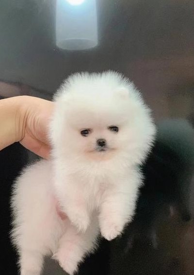 茶杯狗照片(可爱的茶杯犬照片赏析)