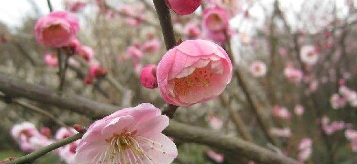 梅花的别称(梅花的另一称呼)