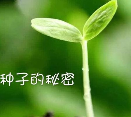 你懂得 种子(种子的奥秘：发现植物背后的神秘力量)