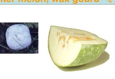 冬瓜的英文（冬瓜的英文简称）