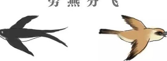 劳燕分飞的劳指什么（劳燕分飞的劳是什么意思是什么）