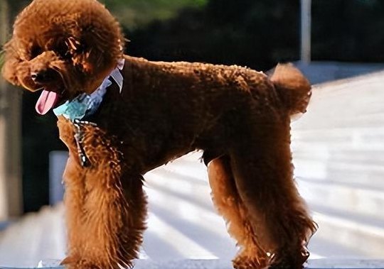 贵宾犬怎么养(贵宾犬饲养技巧详解)