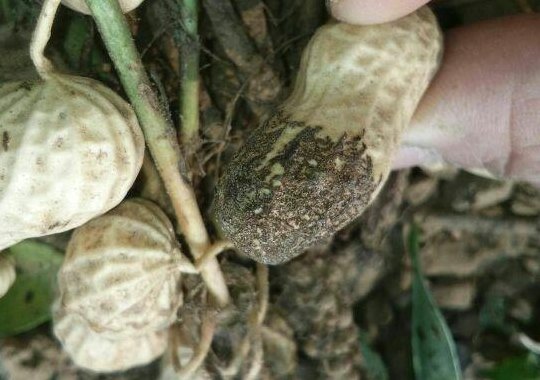 花生壳连接失败(解决花生壳连接问题，上网不再受阻！)