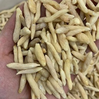 湖北麦冬（湖北麦冬产地在哪）