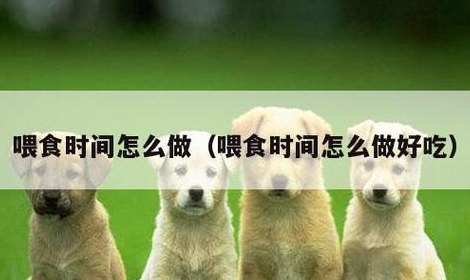 喂食时间(喂食时间：让你的宠物健康成长)