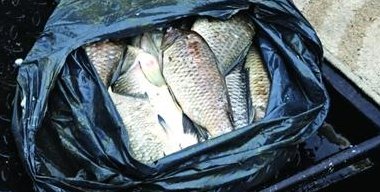 南宁捡死鱼事件(南宁市发生大规模死鱼漂浮事件，居民有很大问题需要解决)