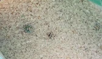 大米发霉怎么办（大米发霉怎么办小妙招）