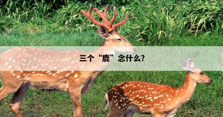 三个鹿念什么(三只鹿回到了自然界)