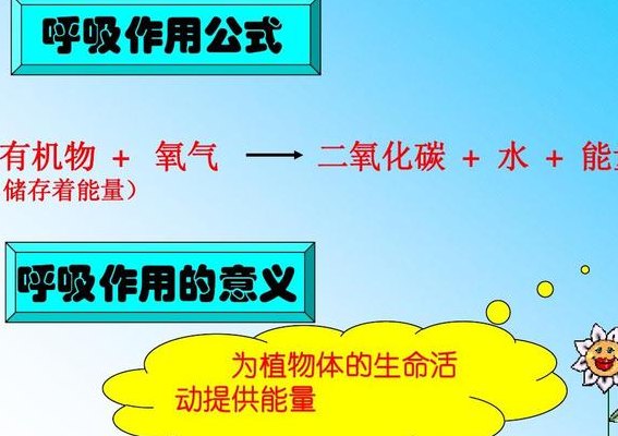 单质(氧气：人类呼吸必需品)
