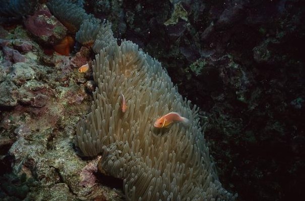 海里的动植物(海洋世界的生物群落)