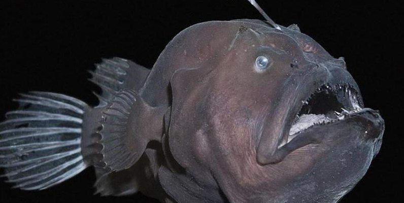 常见的深海鱼(深海中的巨型鱼类：神秘而壮观的深海生物)