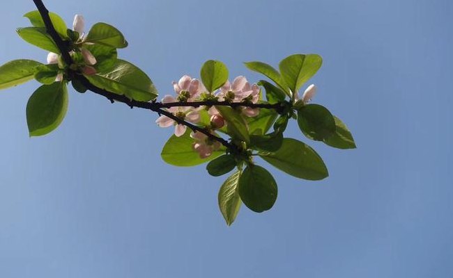 并蒂花(重逢西门子