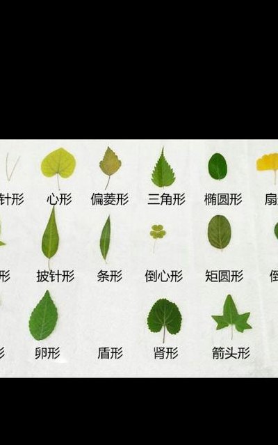 什么树叶像什么的句子(树叶形状与物体相似的奇妙植物)