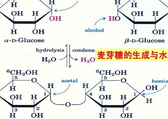 麦芽糖水解（麦芽糖水解需要什么酶）