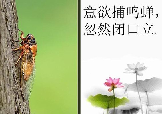 意欲捕鸣蝉 忽然闭口立(抓蝉之计戛然而止)