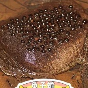 负子蟾(负子蟾，一种神秘的变色蛙类动物)