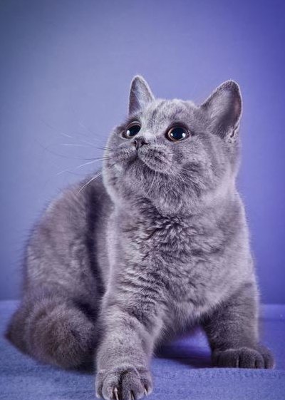 满大的窝(满大的窝：一个可爱的猫与它的蓝色世界)