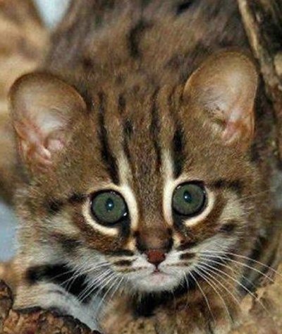 世界上体型最小的猫（世界上体型最小的猫科）