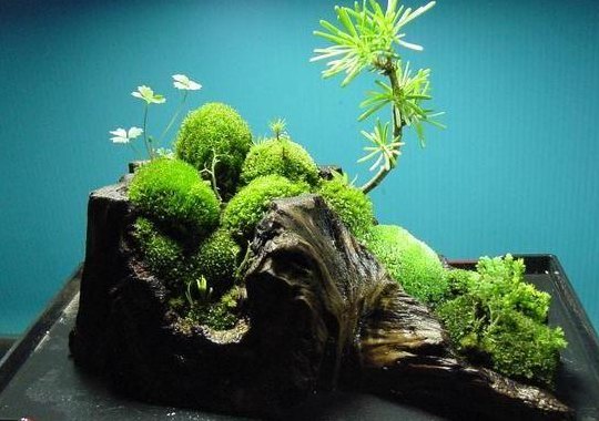 苔藓盆景（苔藓盆景自制方法）