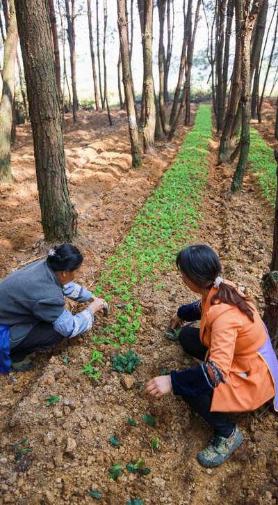 北方药材（北方药材种植）