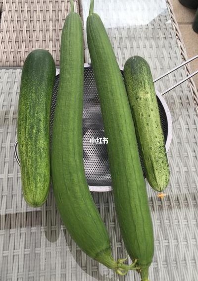丝瓜的英文（黄瓜的英文）