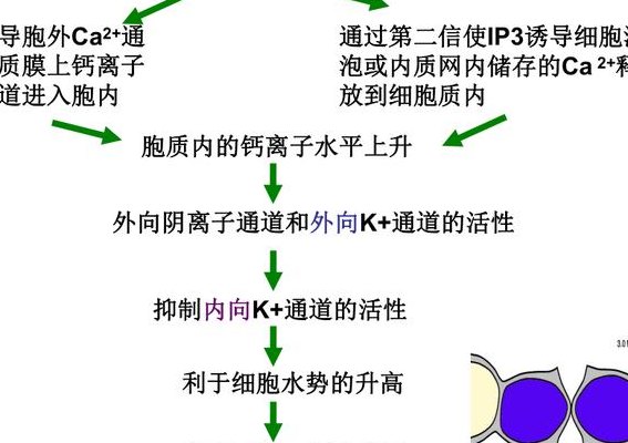 脱落酸的作用（脱落酸的作用机制）