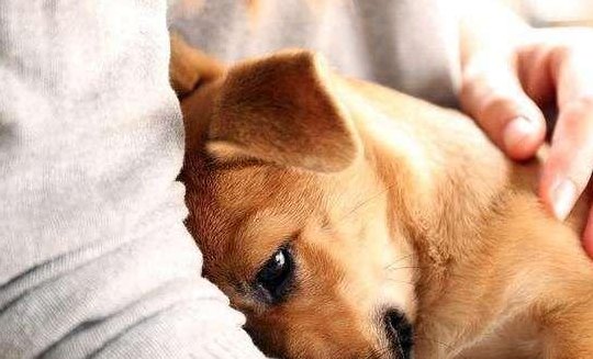 怕狗怎么办（怕狗怎么办怎么克服）